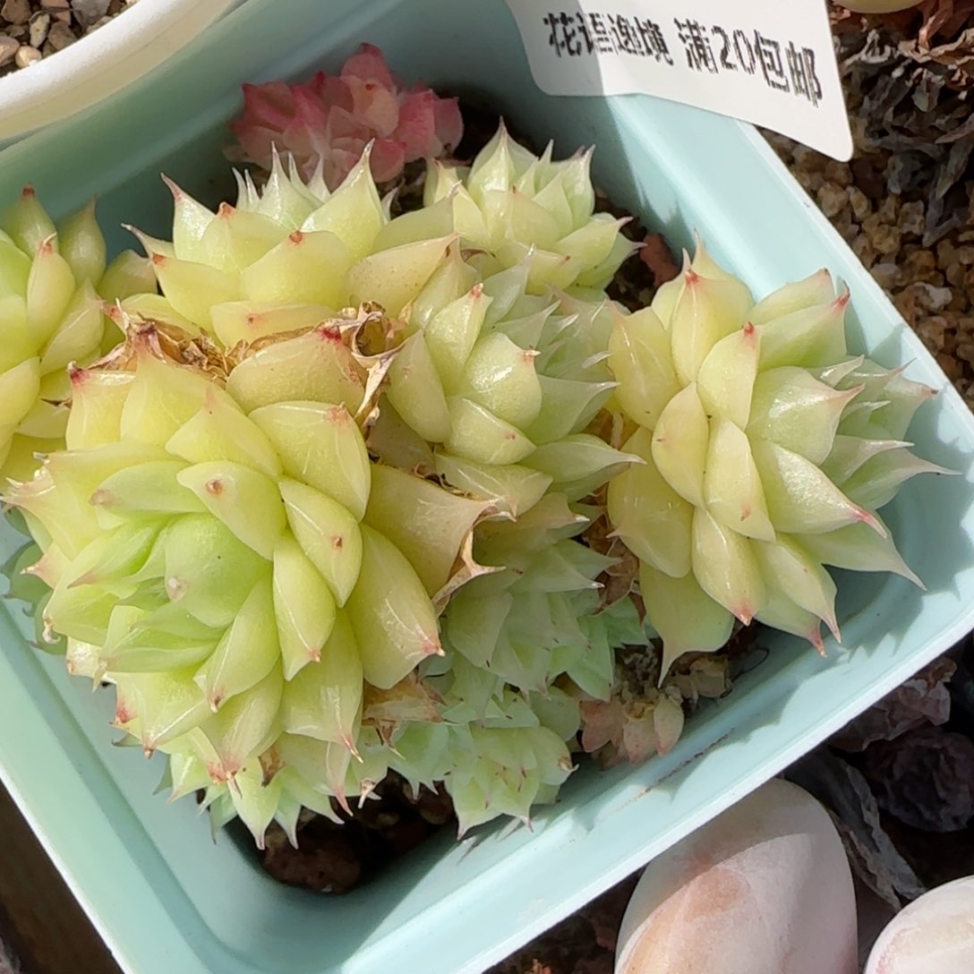 花语逸境0213-153散