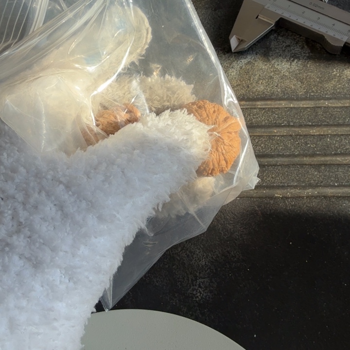 文玩核桃吊坠随机尺寸随机品种