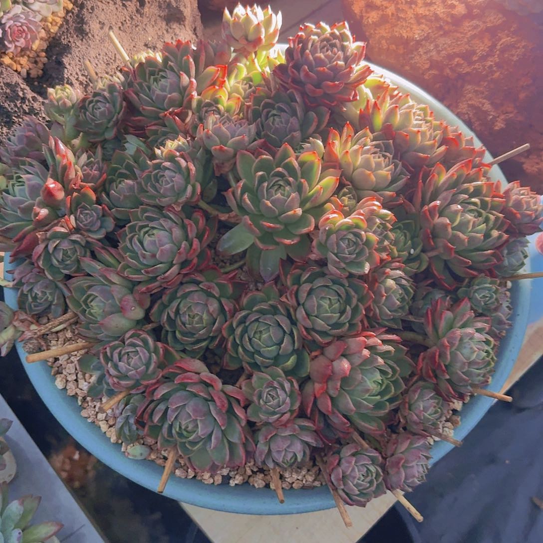 来***张0848红女巫多肉植物带盆