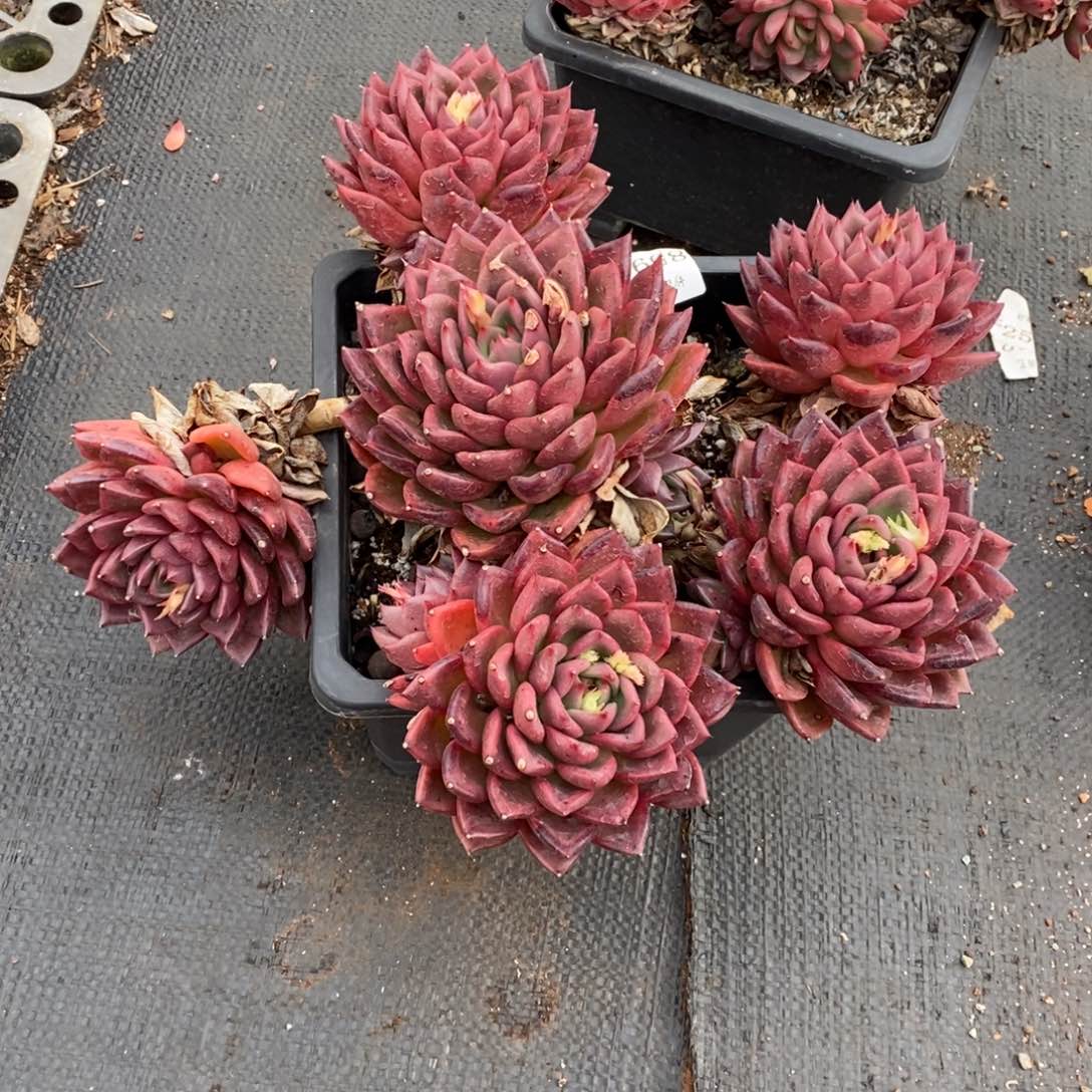 奇**术8591杂交精品多肉老桩