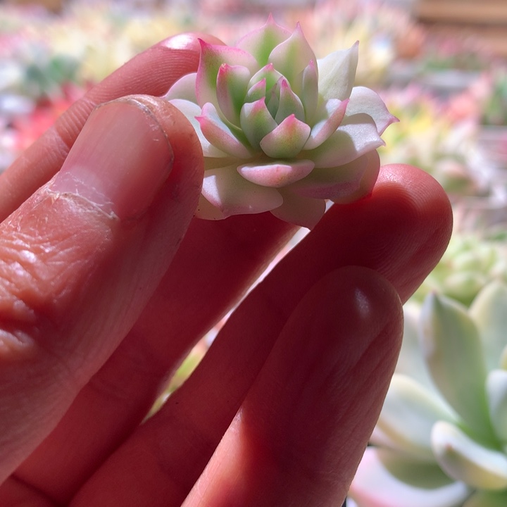 棱镜覆轮锦砍头有根