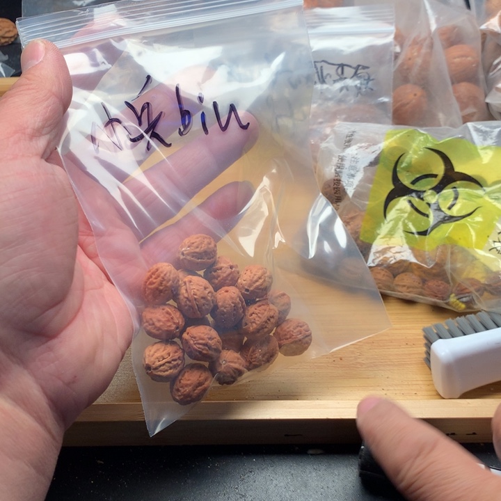 小***u文玩核桃吊坠野生精品小核桃散籽