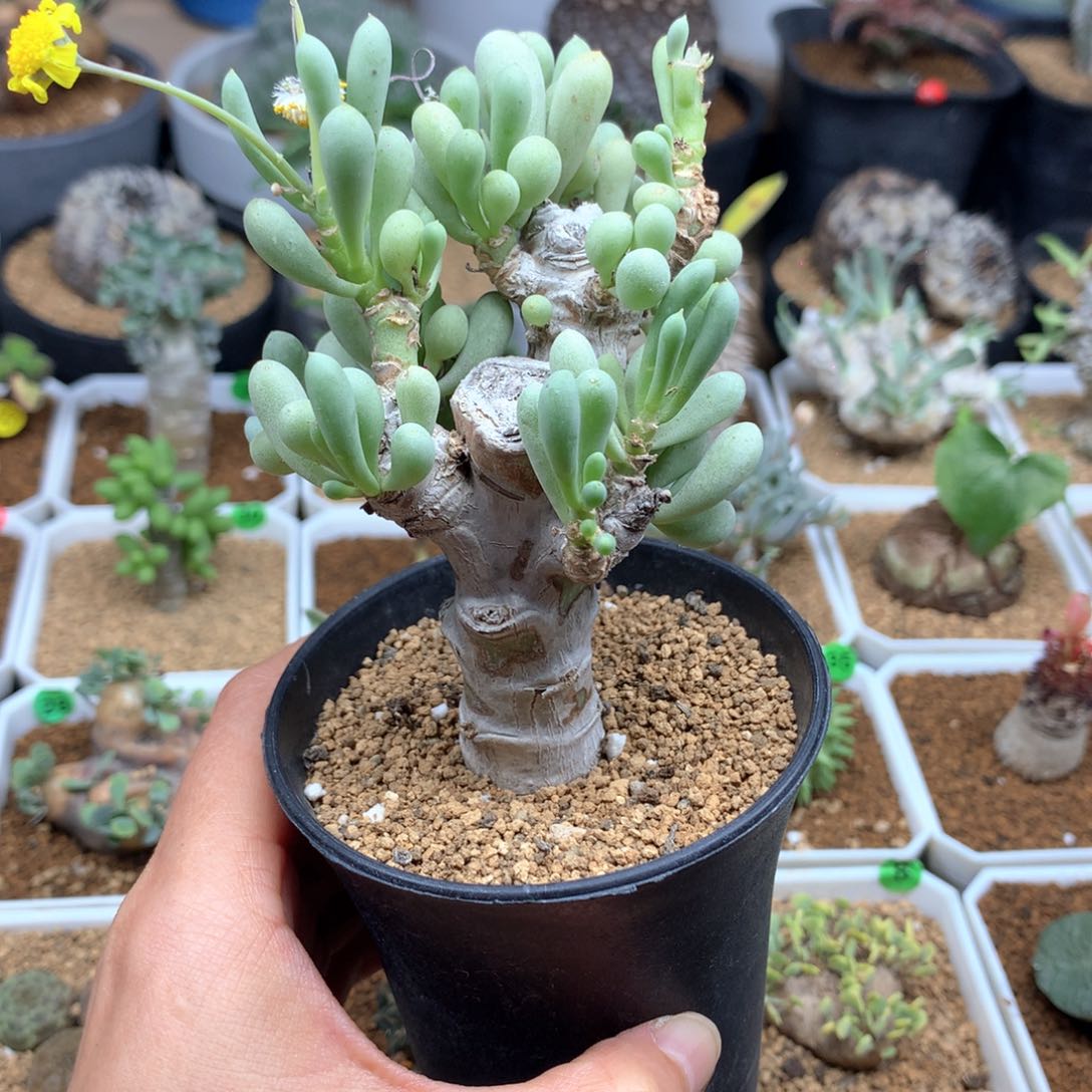 卡拉菲厚敦菊脱土多肉