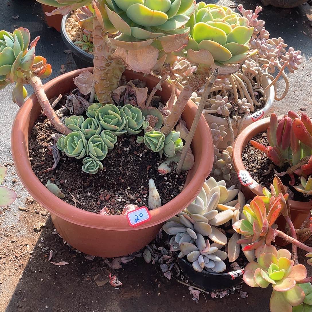 20碧桃 一物一拍多肉