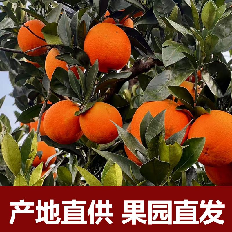 正宗云阳纽荷尔脐橙新鲜当季水果现摘现发汁水充足