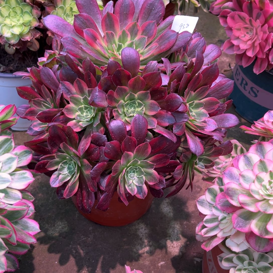 多肉植物安娜938