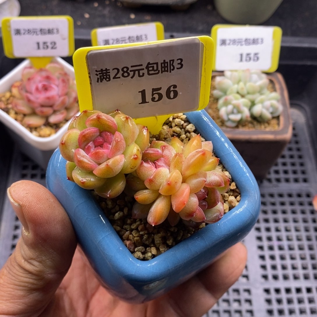 3156秦心三头福利多肉