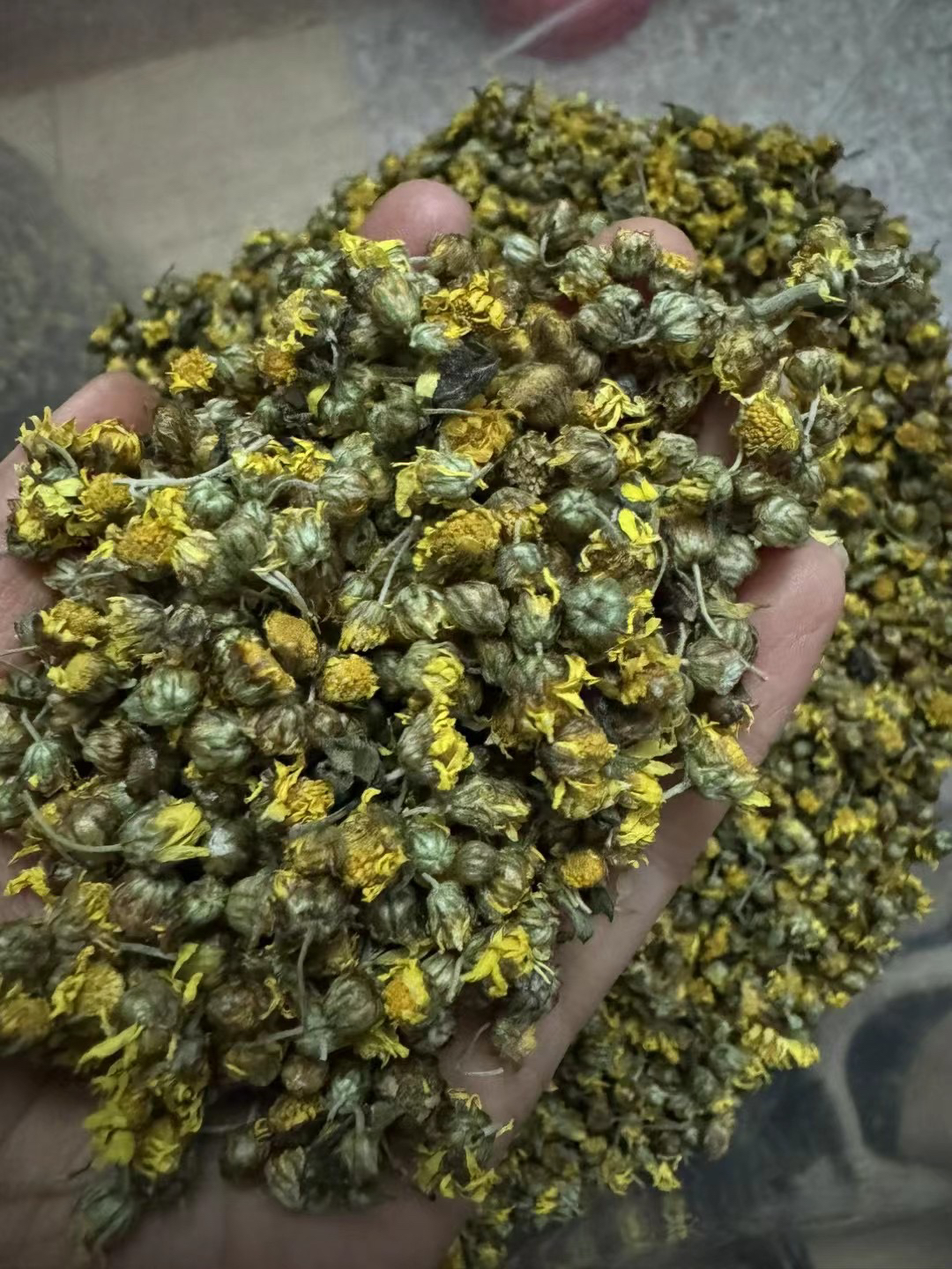 粤北野菊花小野菊