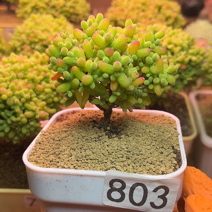 无花朵803金桔糖球