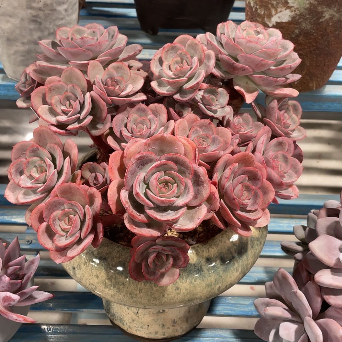 瑶池仙子拓土发货27厘米