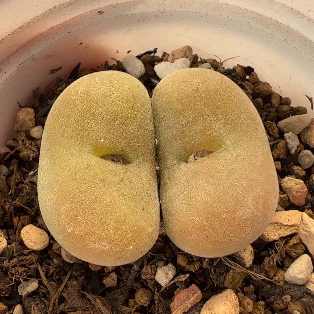 066多肉植物组合