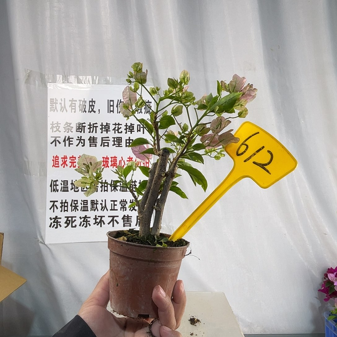 全部花苞612广红樱掌中宝
