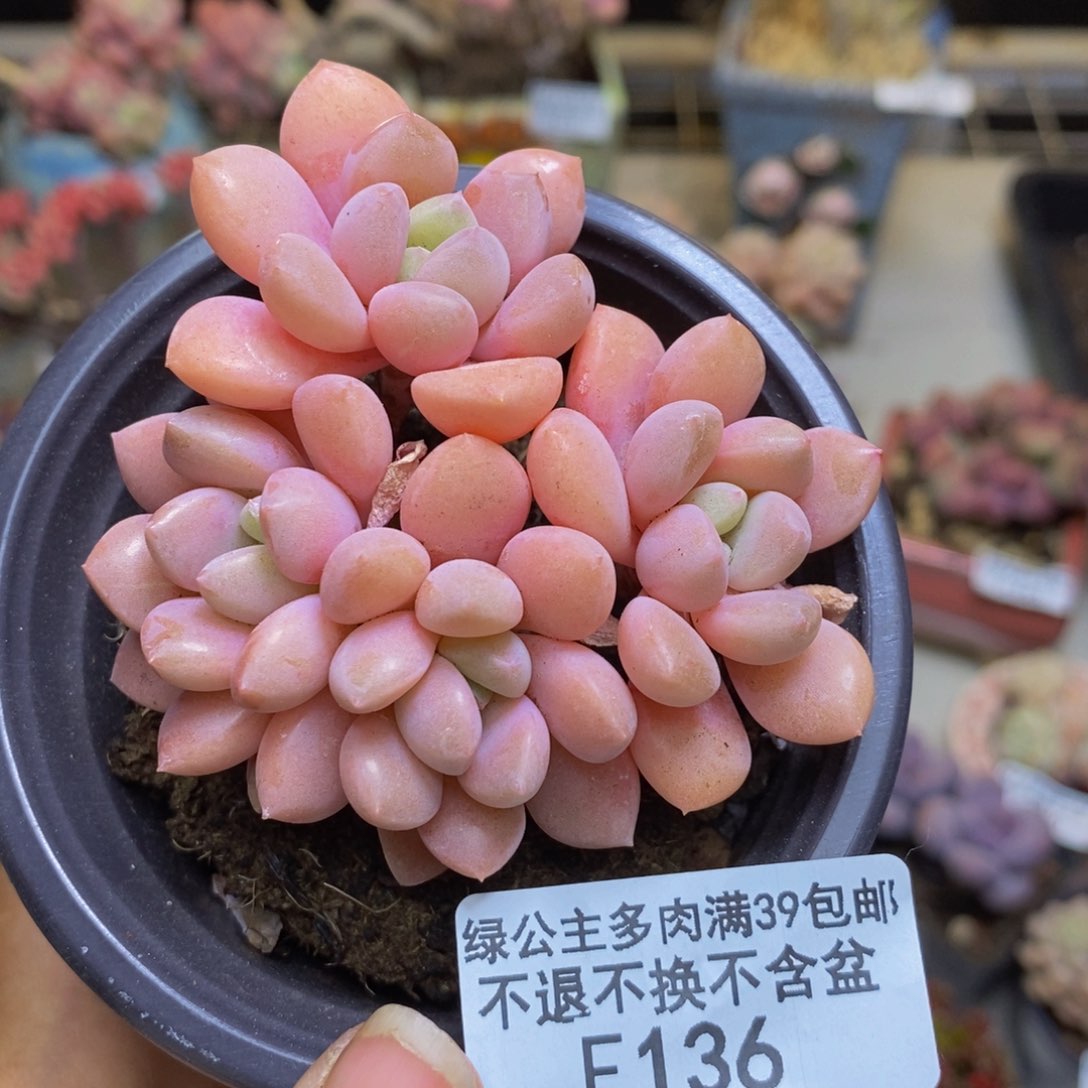 136粉桃花多肉7cm