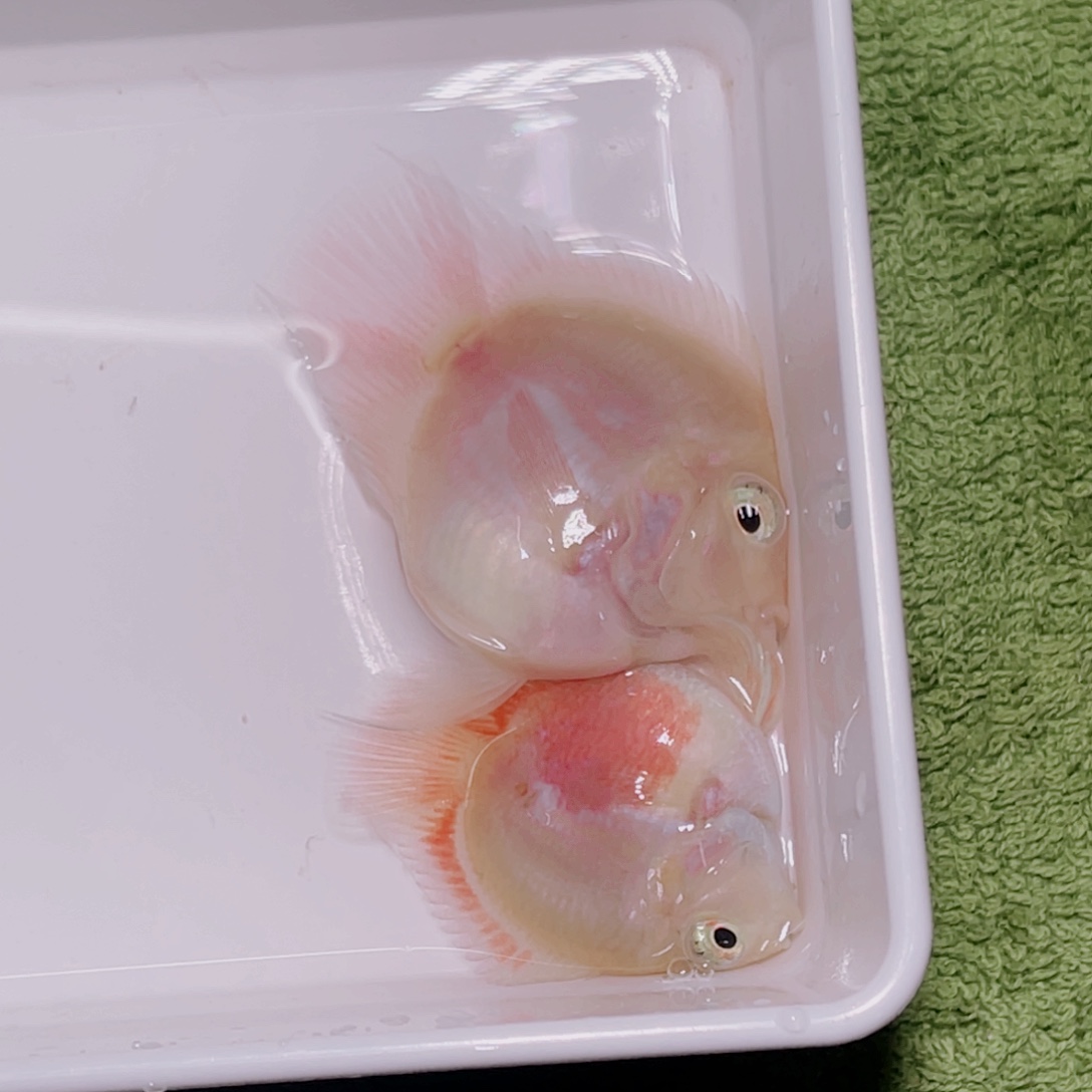 鹦鹉鱼胭脂粉一对