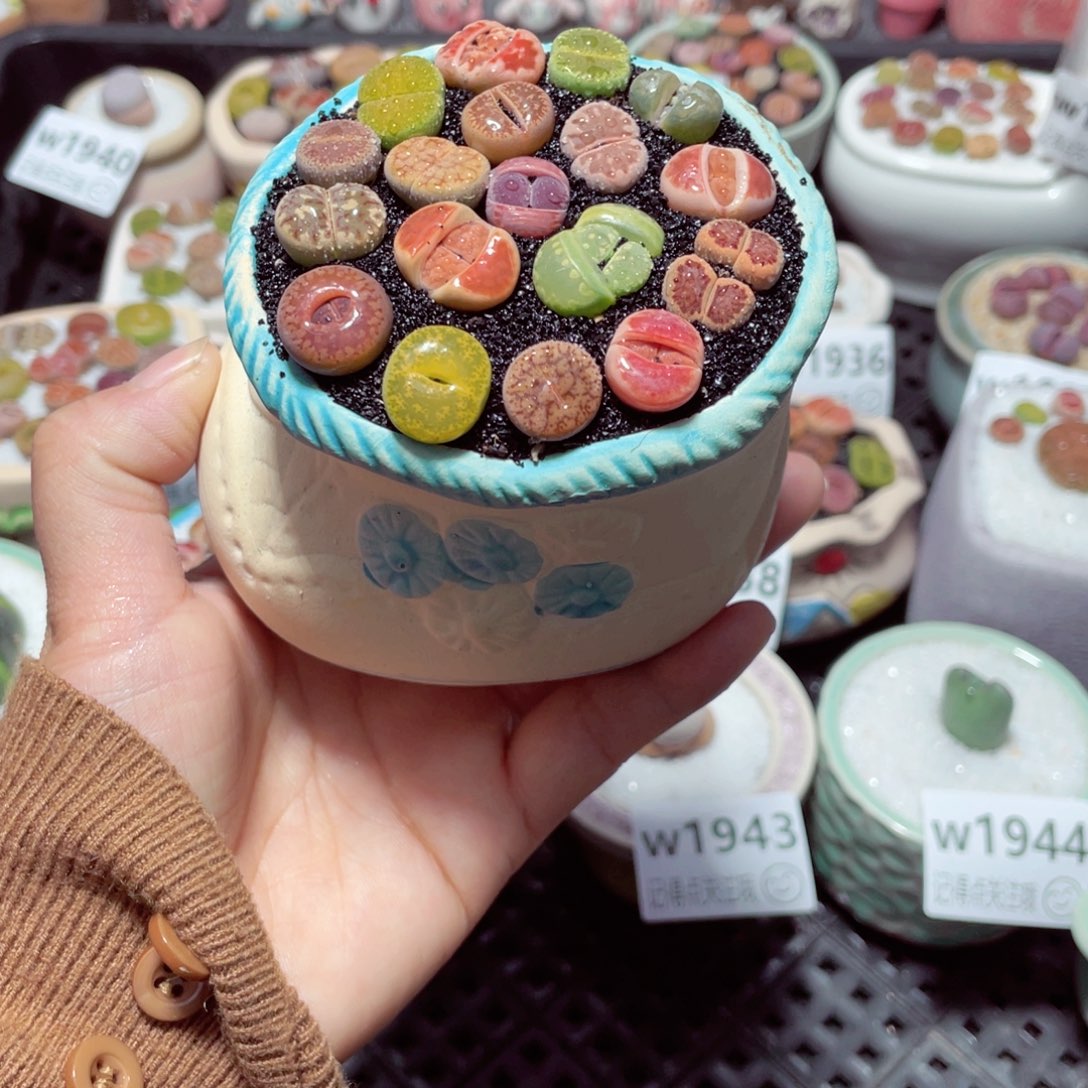 w1948 带盆土发货-零下地区拍保温箱