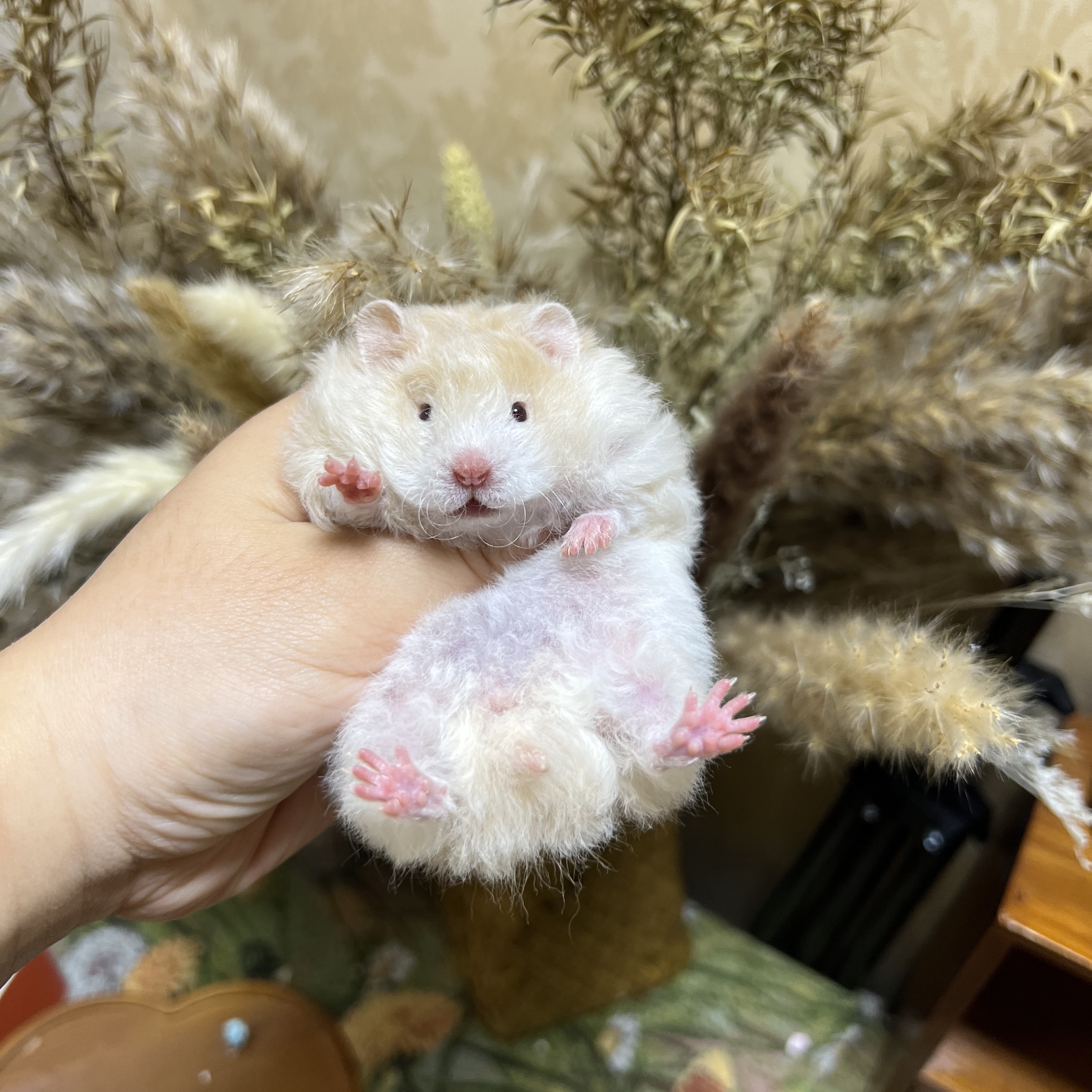 活体长直毛长卷毛金丝熊