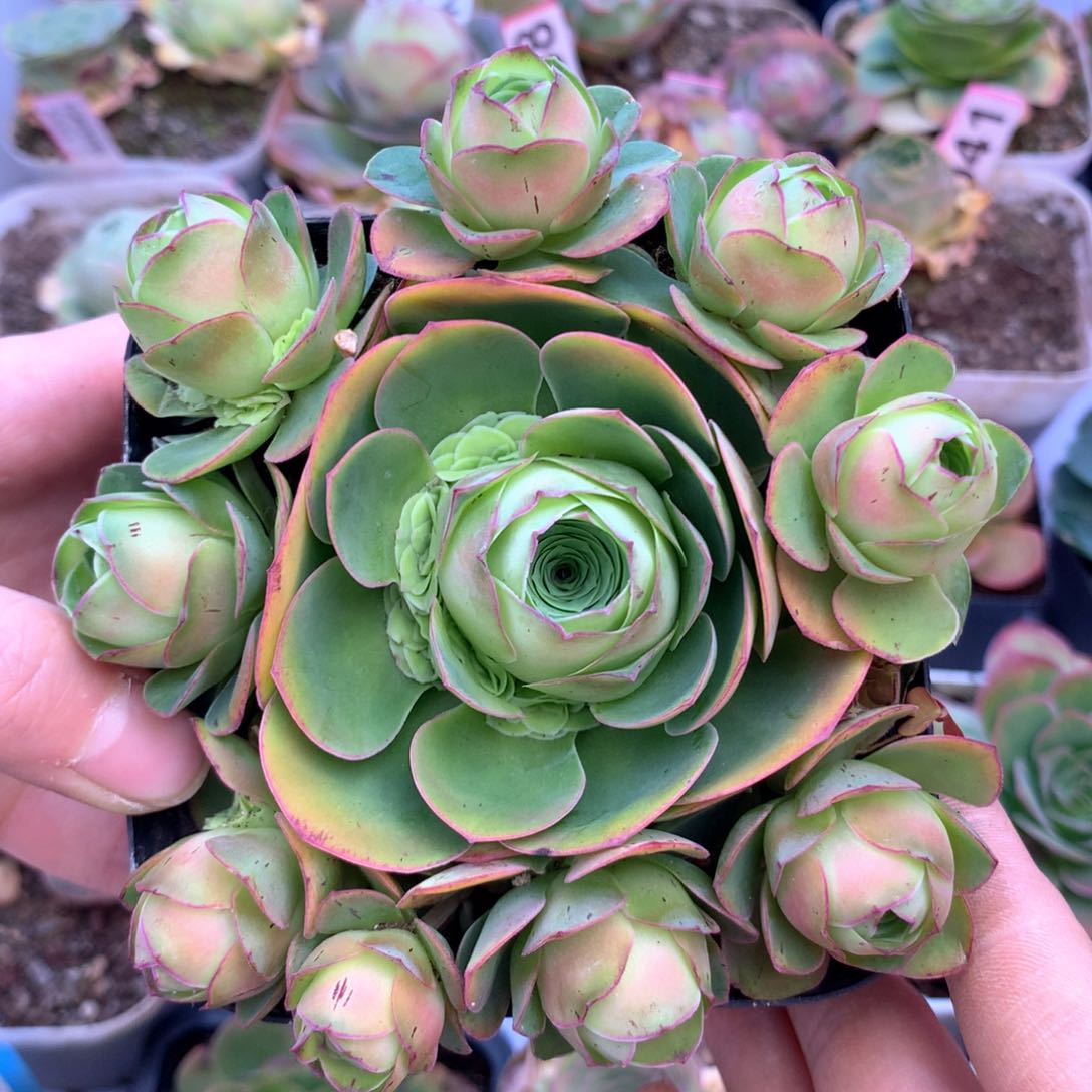 晨****）一物一拍千浅雪888