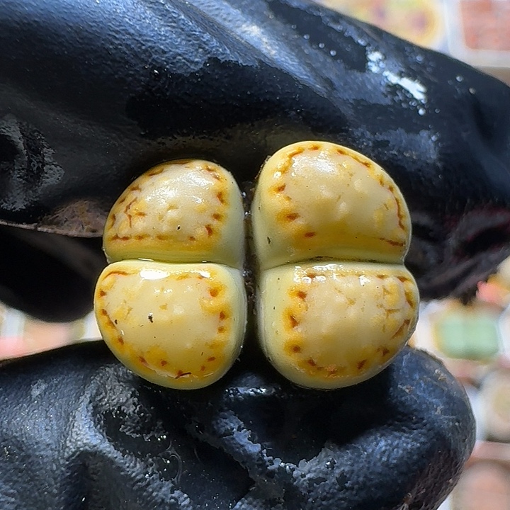 生石花111111。   292