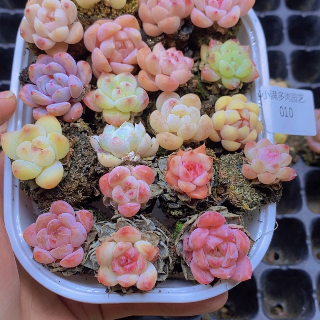 必须脱土修根啊010