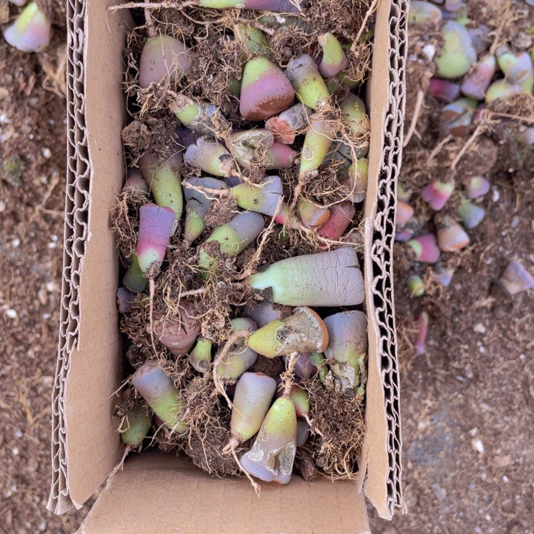 一箱混搭888888888888