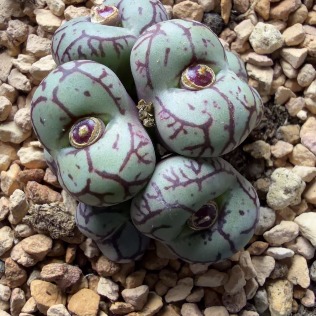 精品一颗7头福利093号