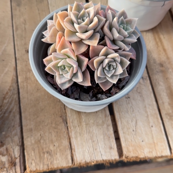 哈利沃森多肉植物chchchg