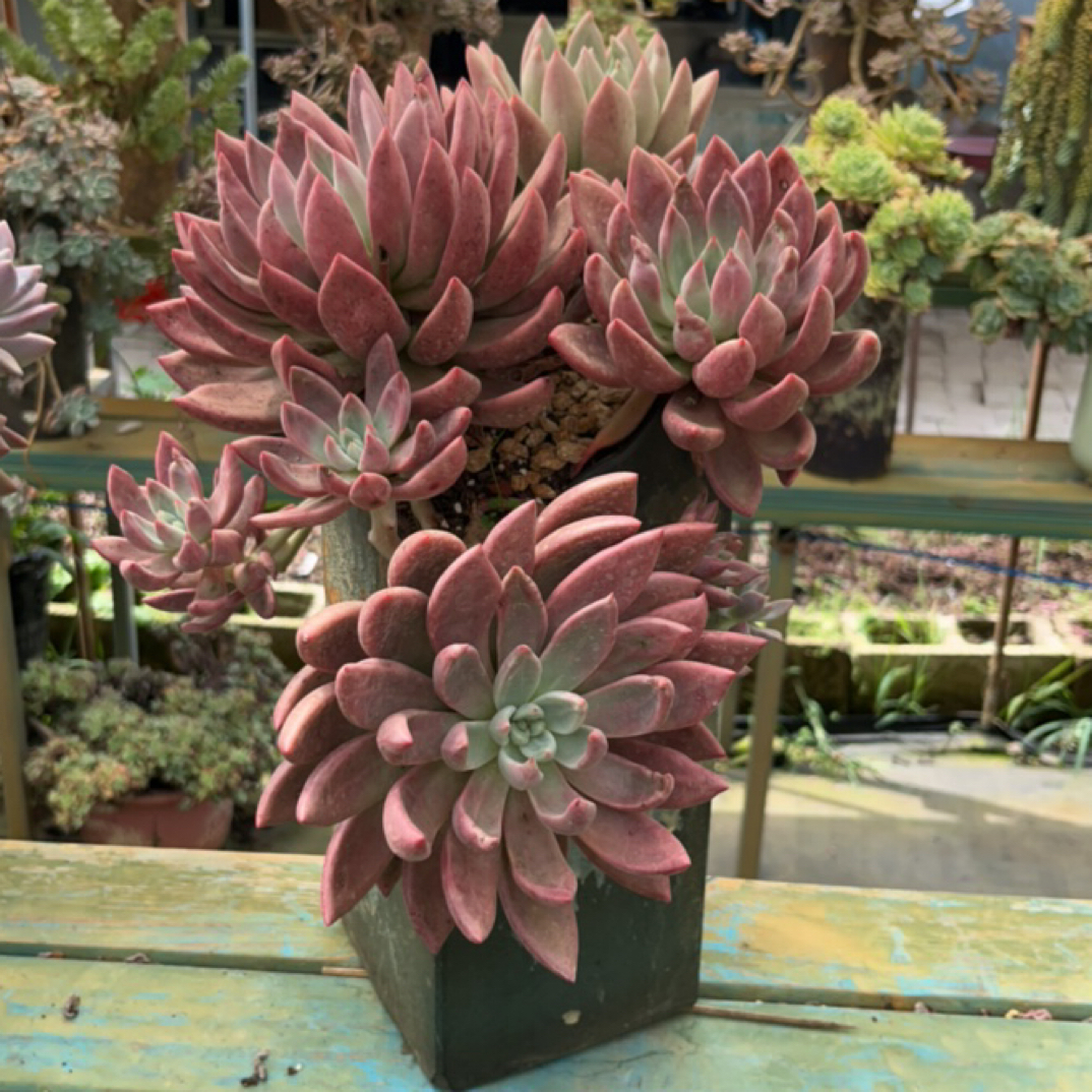 整桩无砍老桩桃花源带盆