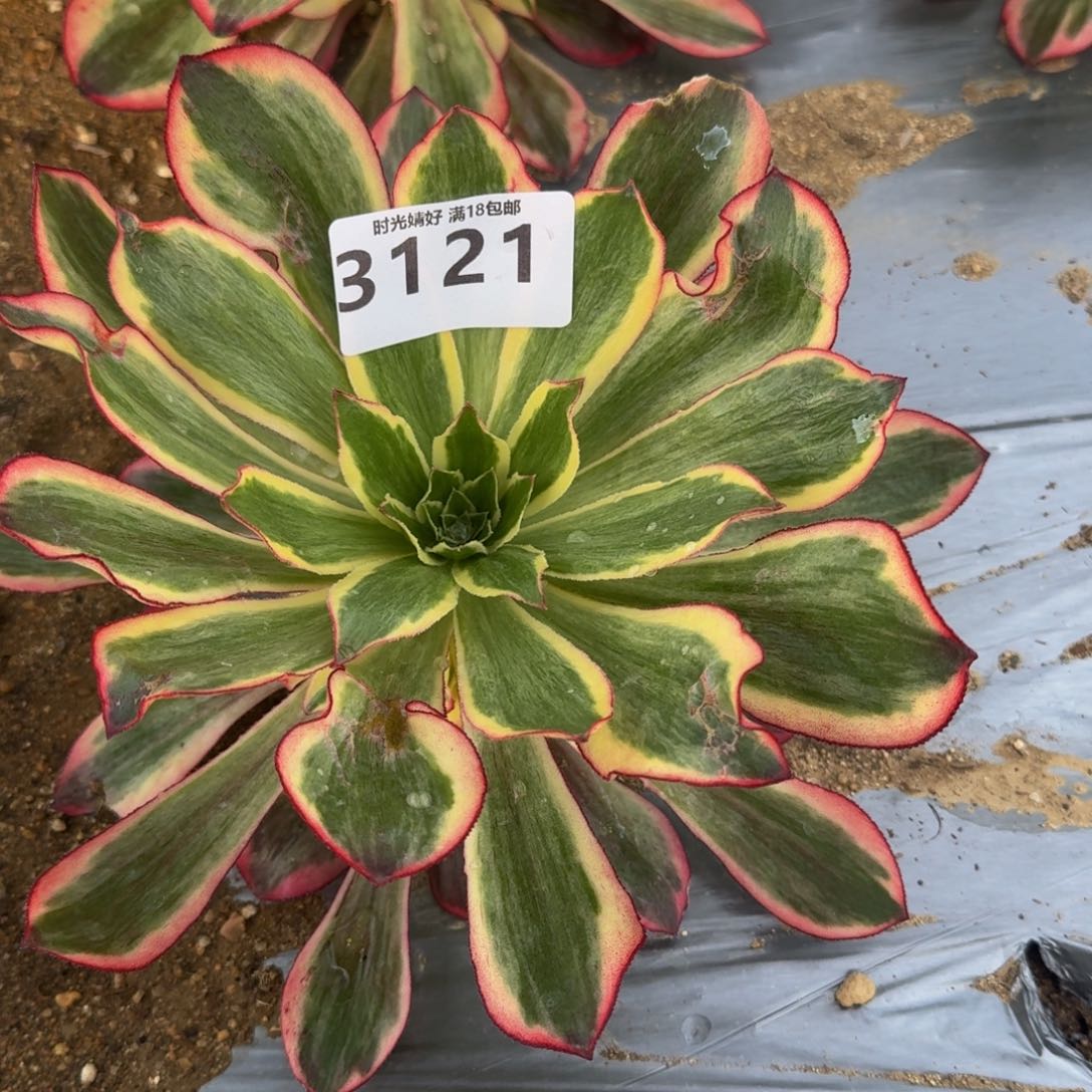 3121魅影多肉植物