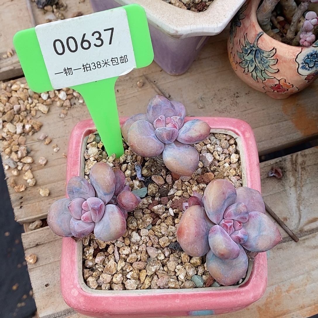 637图图上咯哦哦咯数据