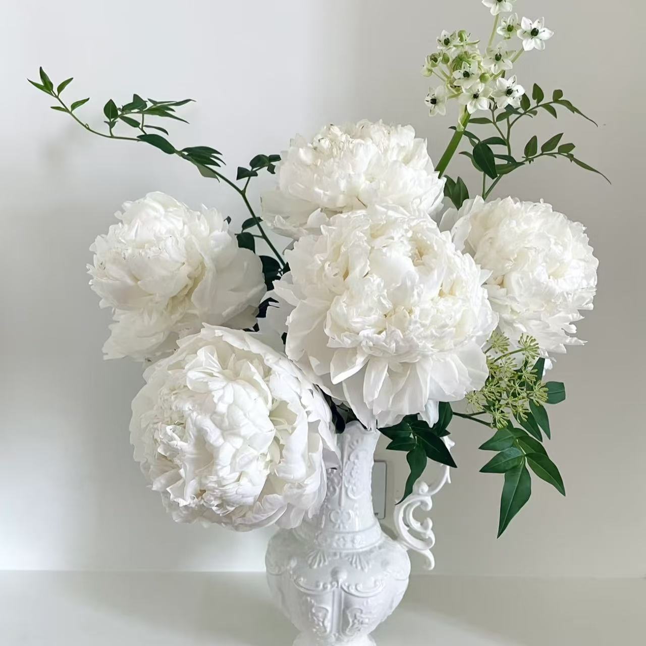 【白色系】山东菏泽3A+级原棵进口芍药