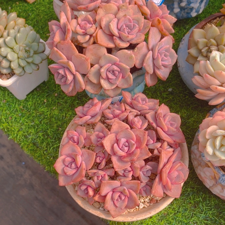 乐***呵谢谢你的支持0000040