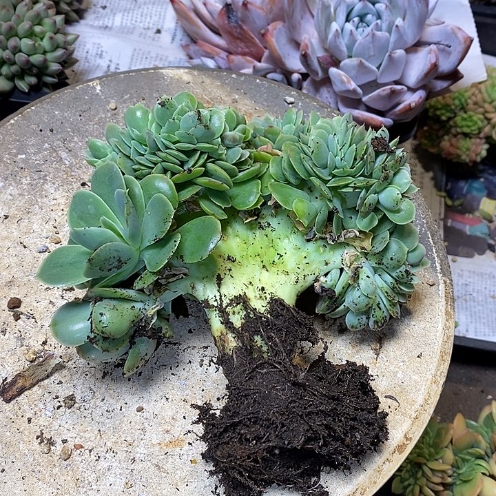 精品 精品 精品 多肉植物