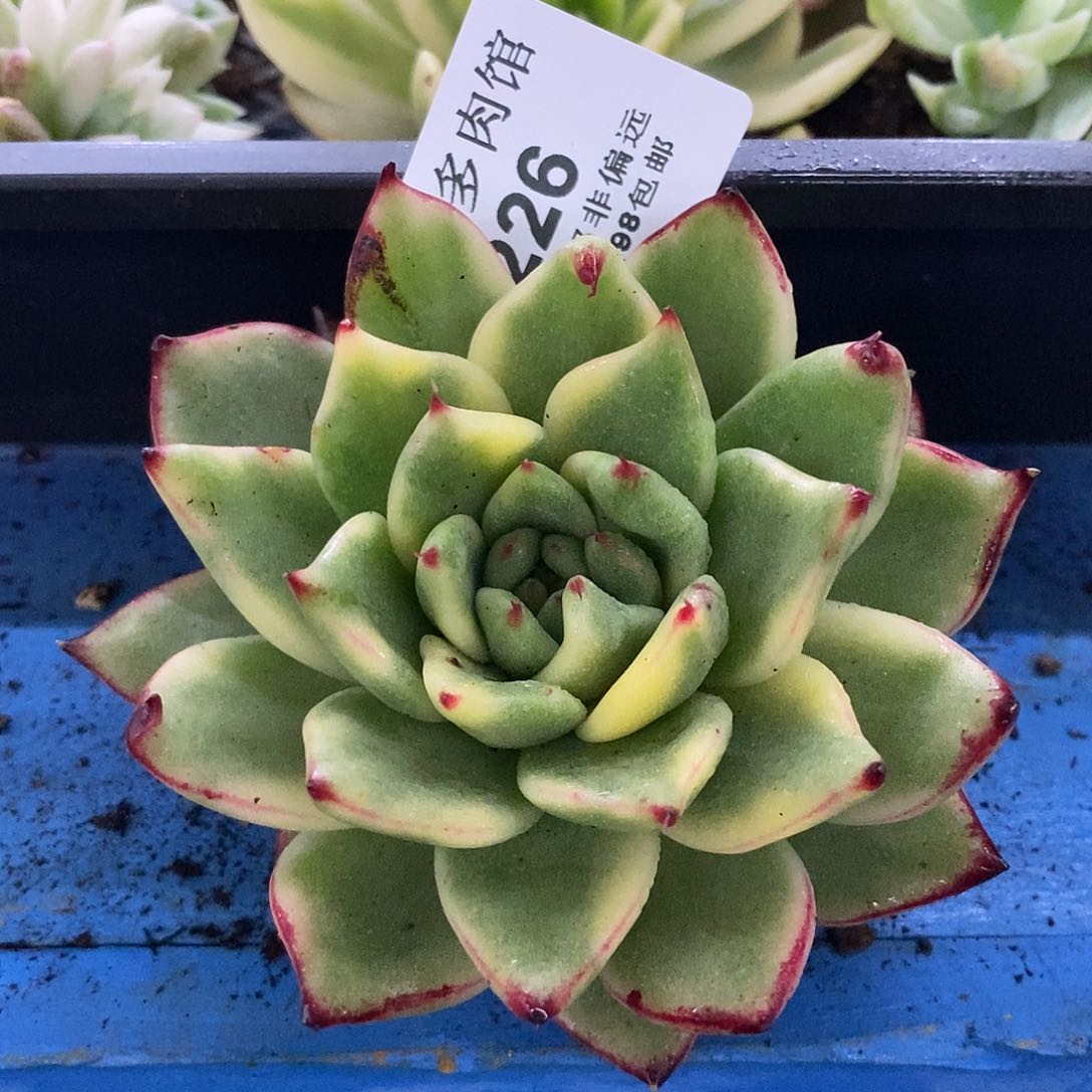 226高魂锦炸多肉植物哇啦塞，