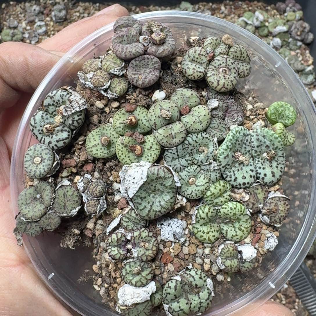 D07 彩色安贞一盒