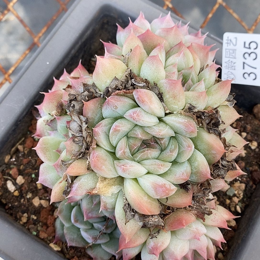 3735杂交老桩基地～12厘米