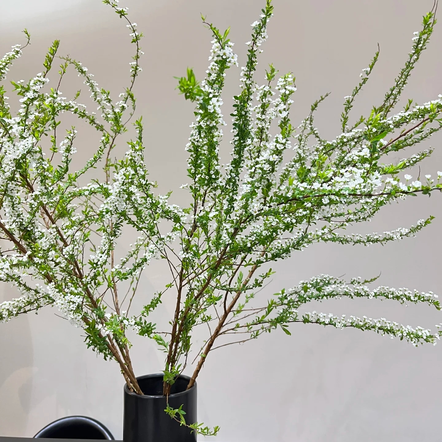 氧花季 雪柳花 超长待机 一单包邮 两单升级快递