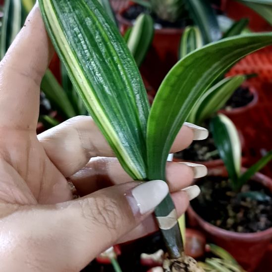 用***7君子兰一物一拍谢谢