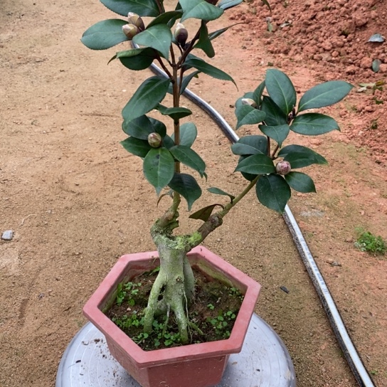 当前无花栽培后可以开花