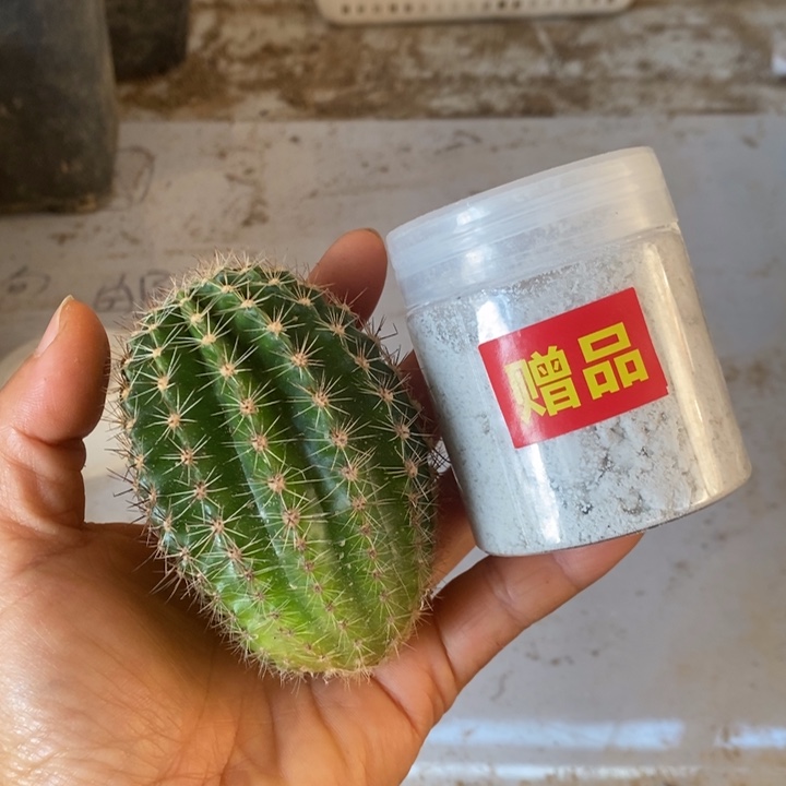 随机彩草侧芽一颗送神根粉一瓶