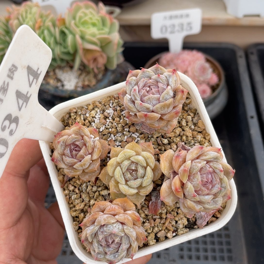 0344玛丽贝尔不带盆8厘米