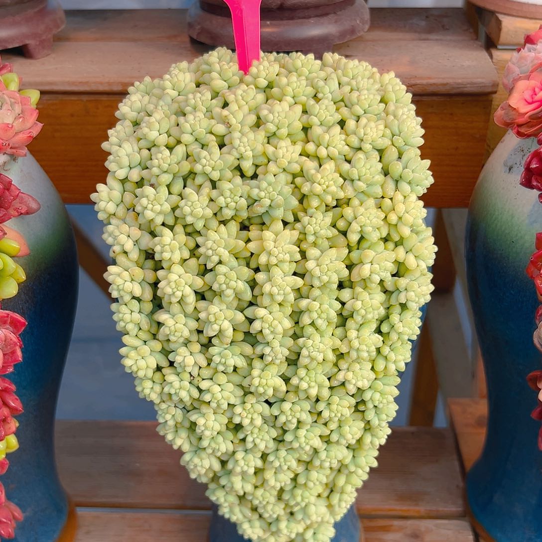 017玉缀朵朵多肉