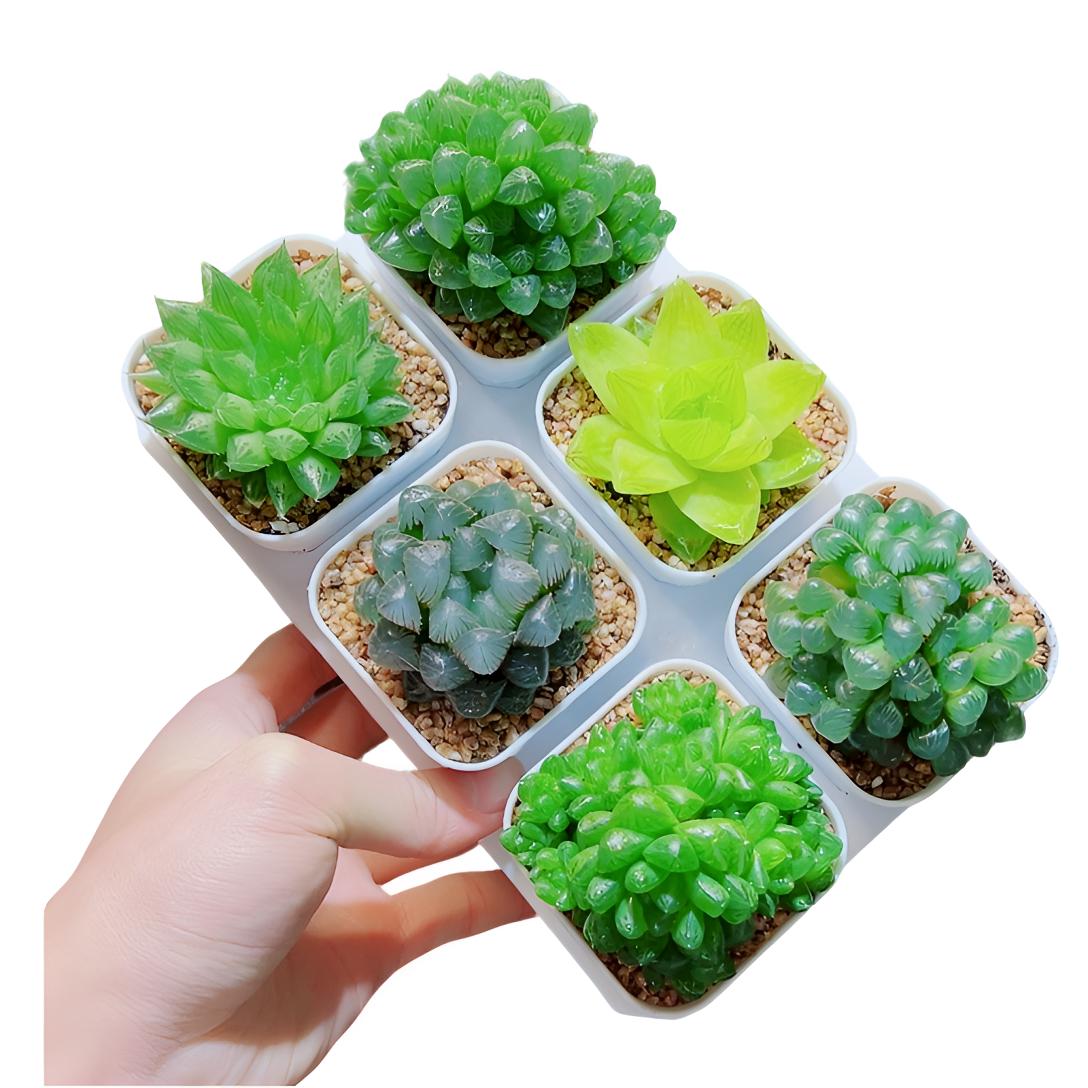 6颗玉露组合拼盘【新手必备套餐福利】