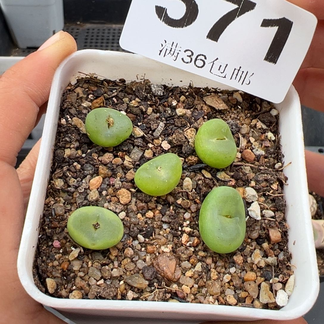 1.18好看的多肉571