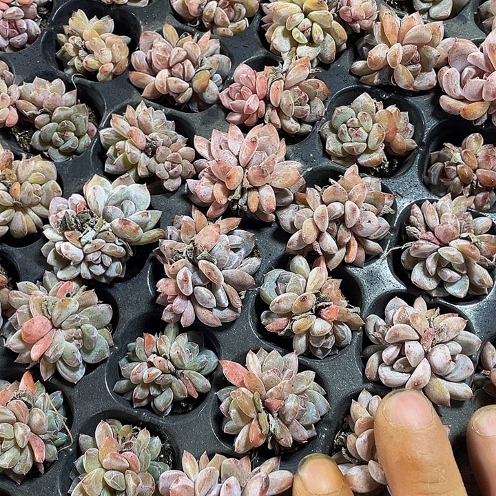 小三头星影1元带土发货