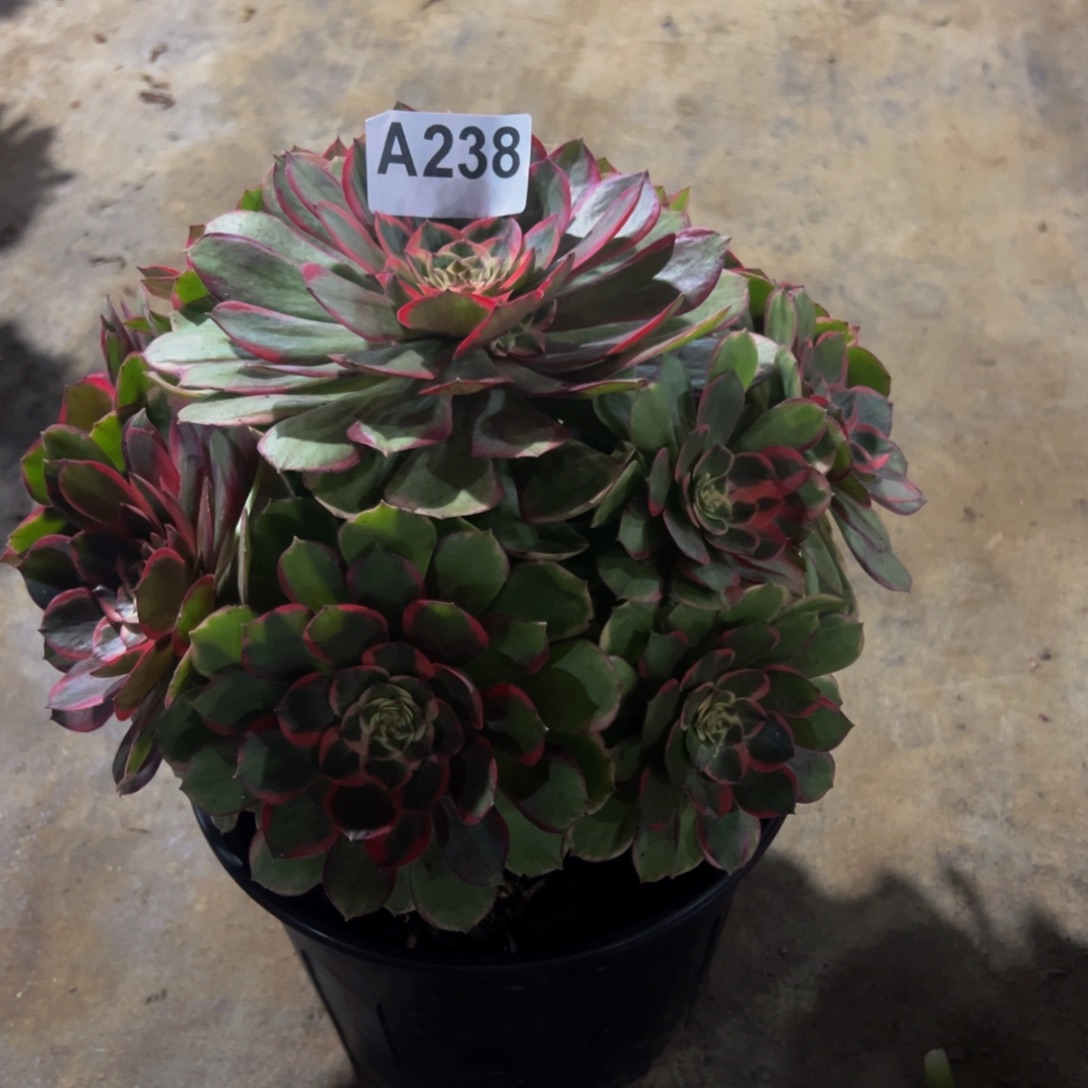 茉***柠法师多肉植物238植物