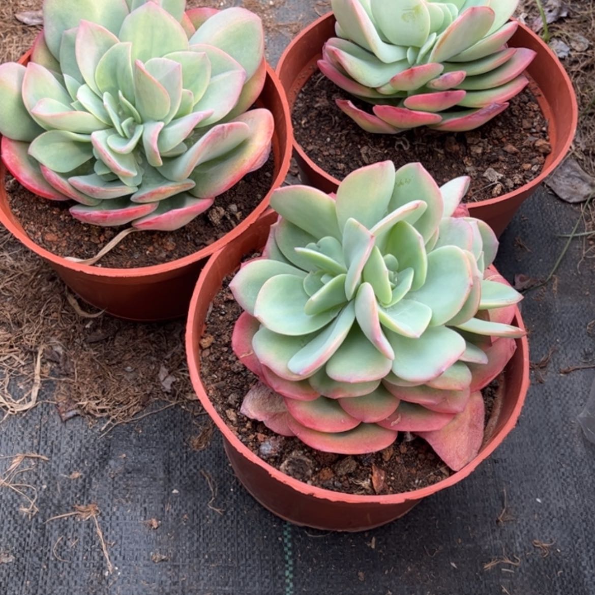 【闪购商品】无花朵睿*宝