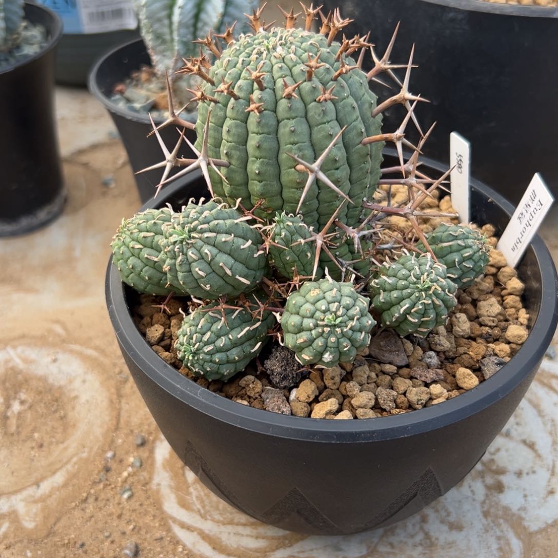 群星冠wwwwwwwwwwwww