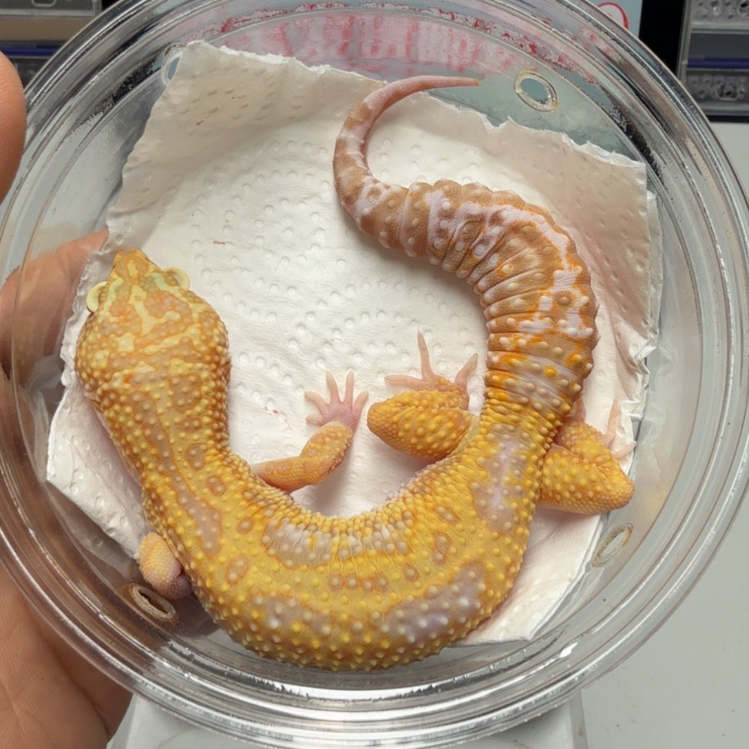 豹纹守宫白黄蜡笔暴龙妹妹