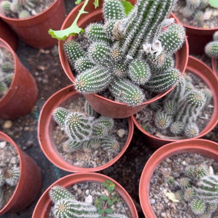 白檀仙人掌242小群425