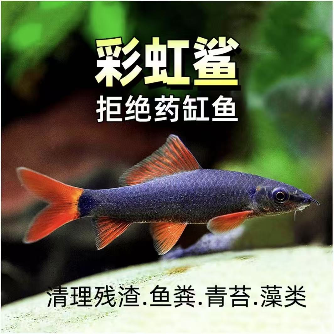 【渔场直销】彩虹鲨可混养清洁鱼工具鱼清道夫吃残渣吃垃圾带观赏鱼